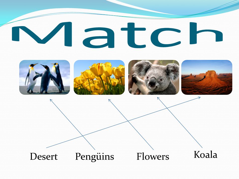 Match Pengüins Flowers Koala Desert