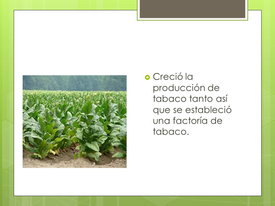 Creció la producción de tabaco tanto así que se estableció una factoría de tabaco.