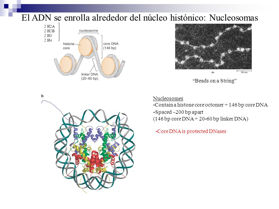 El ADN se enrolla alrededor del núcleo histónico: Nucleosomas