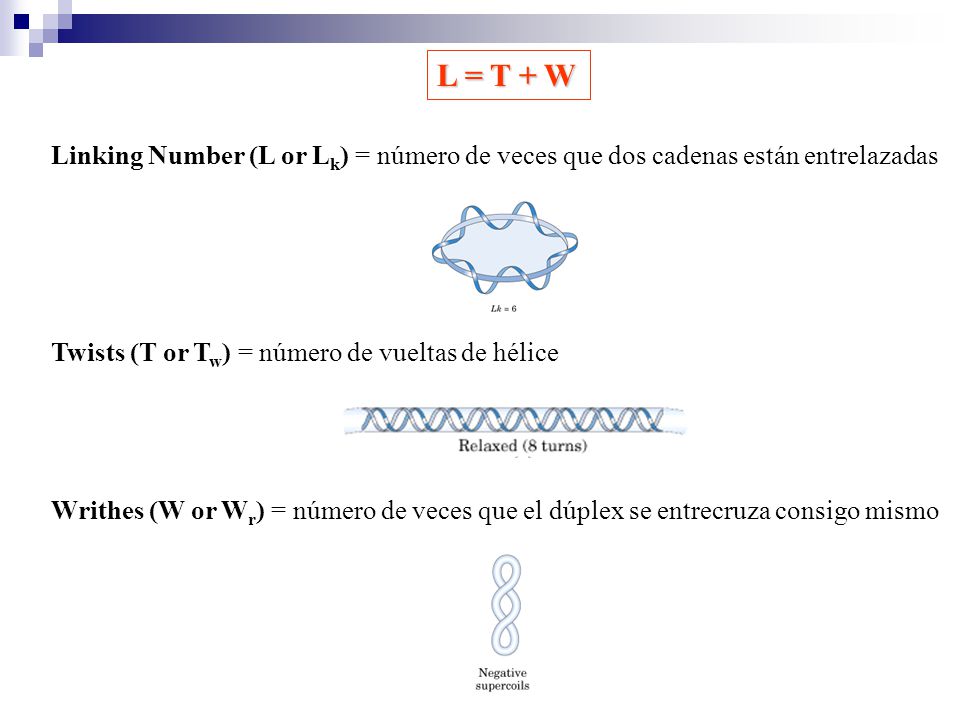 L = T + W Linking Number (L or Lk) = número de veces que dos cadenas están entrelazadas. Twists (T or Tw) = número de vueltas de hélice.