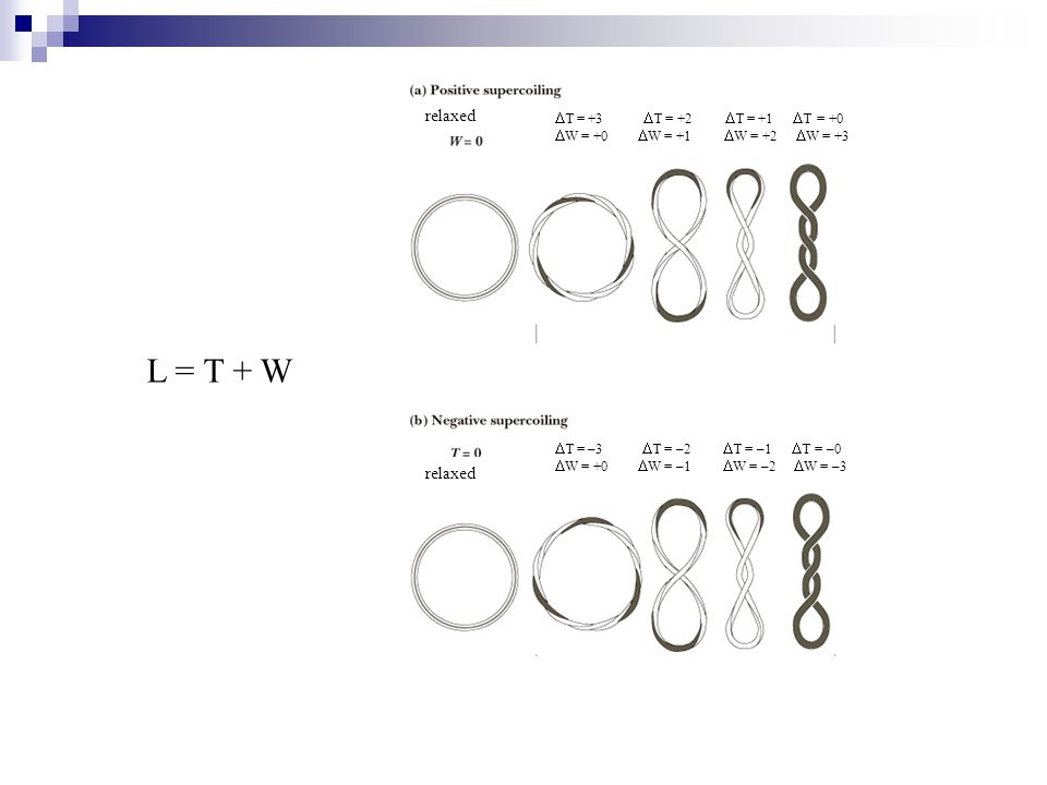 L = T + W relaxed relaxed T = +3 T = +2 T = +1T = +0