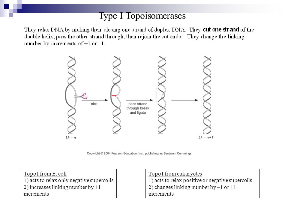 Type I Topoisomerases Topo I from E. coli