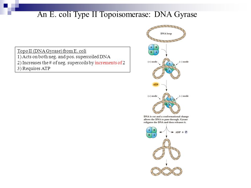 An E. coli Type II Topoisomerase: DNA Gyrase
