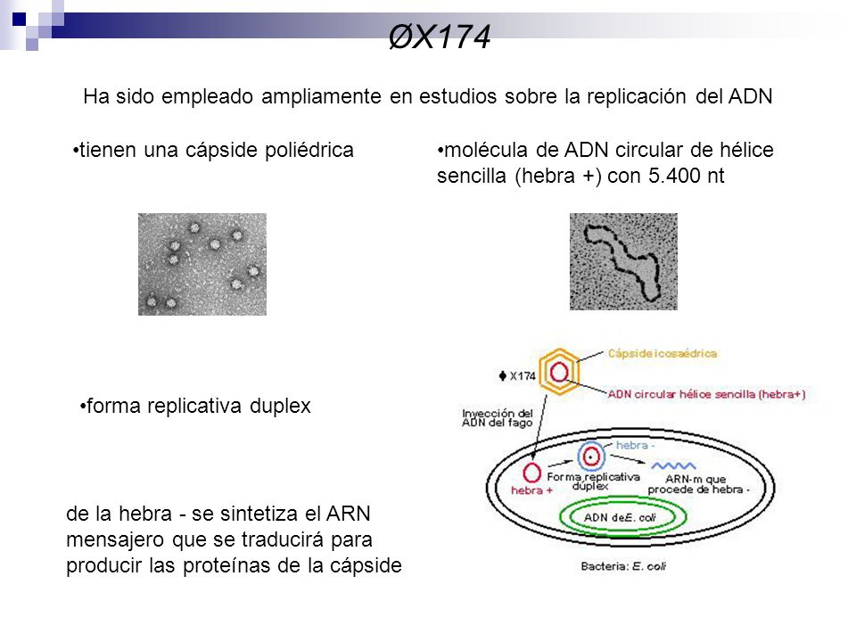 De los virus anteriormente indicados, algunos han sido ampliamente estudiados genéticamente por distintos motivos. Por tanto, no está demás añadir algunos detalles sobre varios de estos virus.