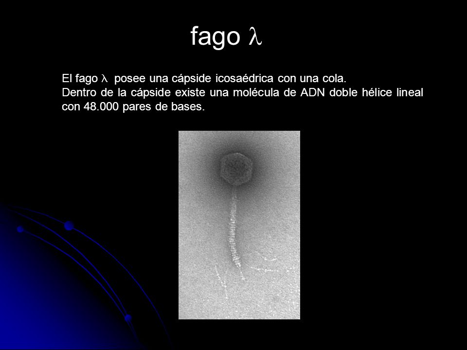 fago l El fago l posee una cápside icosaédrica con una cola.