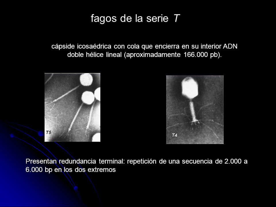 fagos de la serie T cápside icosaédrica con cola que encierra en su interior ADN doble hélice lineal (aproximadamente pb).