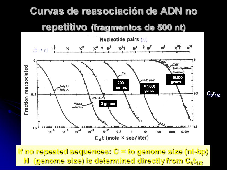 Curvas de reasociación de ADN no repetitivo (fragmentos de 500 nt)
