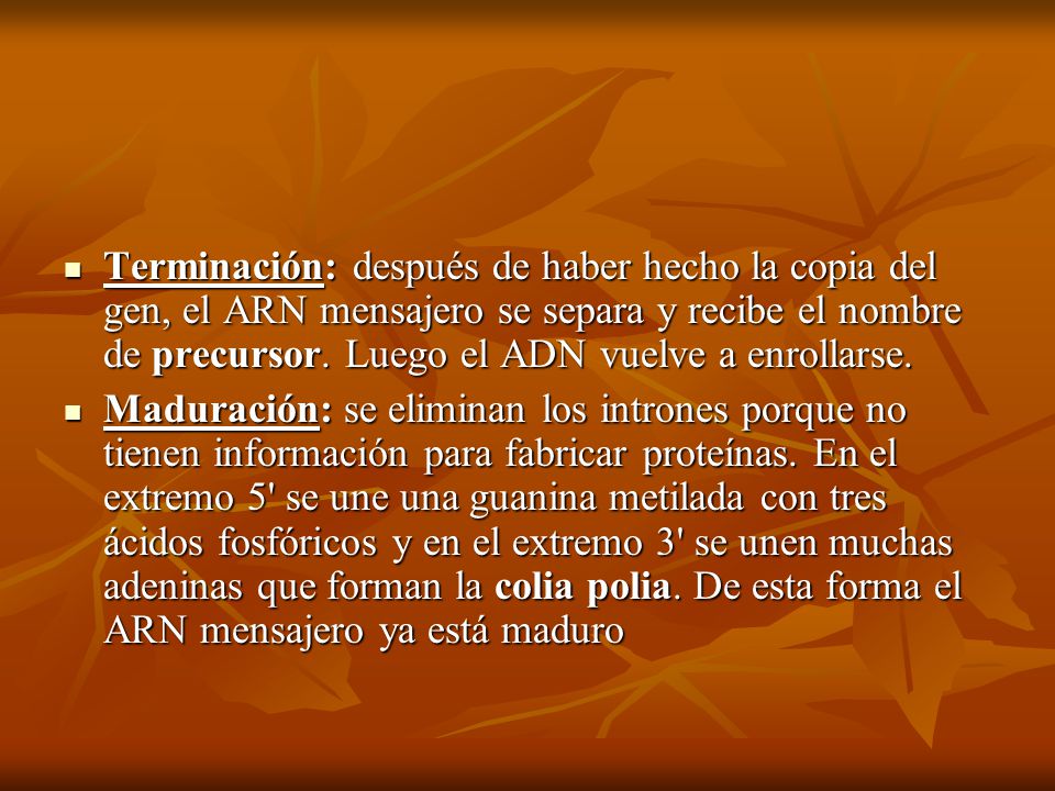 Terminación: después de haber hecho la copia del gen, el ARN mensajero se separa y recibe el nombre de precursor. Luego el ADN vuelve a enrollarse.