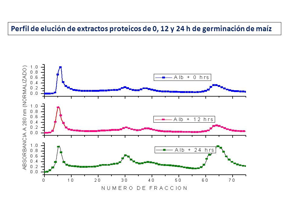 Perfil de elución de extractos proteicos de 0, 12 y 24 h de germinación de maíz
