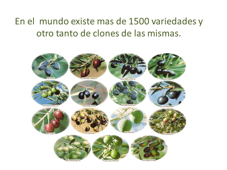 En el mundo existe mas de 1500 variedades y otro tanto de clones de las mismas.