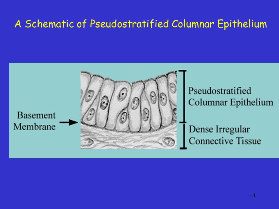 A Schematic of Pseudostratified Columnar Epithelium