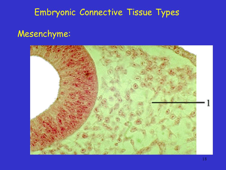Embryonic Connective Tissue Types