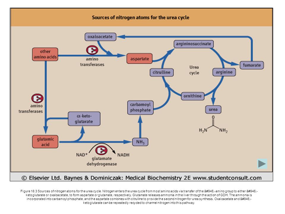 Figure Sources of nitrogen atoms for the urea cycle