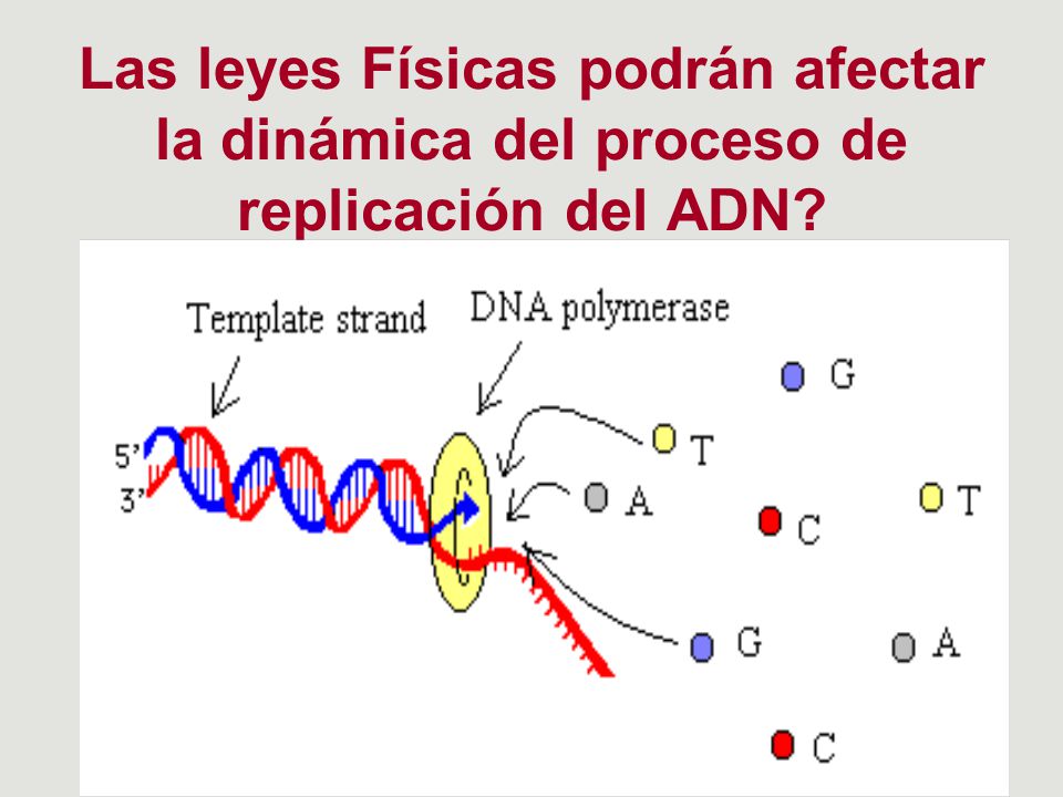 Las leyes Físicas podrán afectar la dinámica del proceso de replicación del ADN