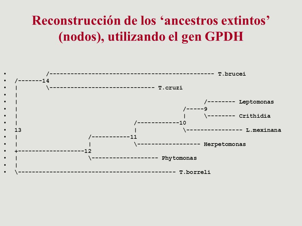 Reconstrucción de los ‘ancestros extintos’ (nodos), utilizando el gen GPDH