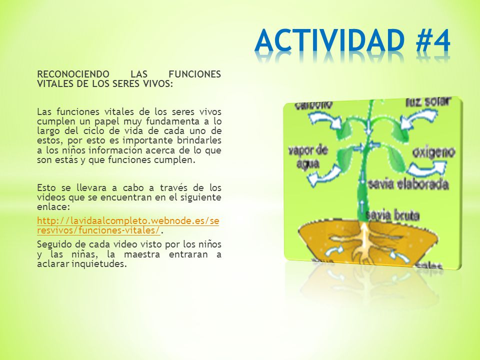 ACTIVIDAD #4 RECONOCIENDO LAS FUNCIONES VITALES DE LOS SERES VIVOS: