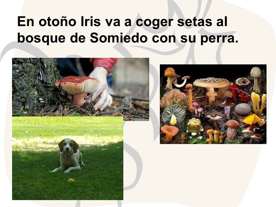 En otoño Iris va a coger setas al bosque de Somiedo con su perra.