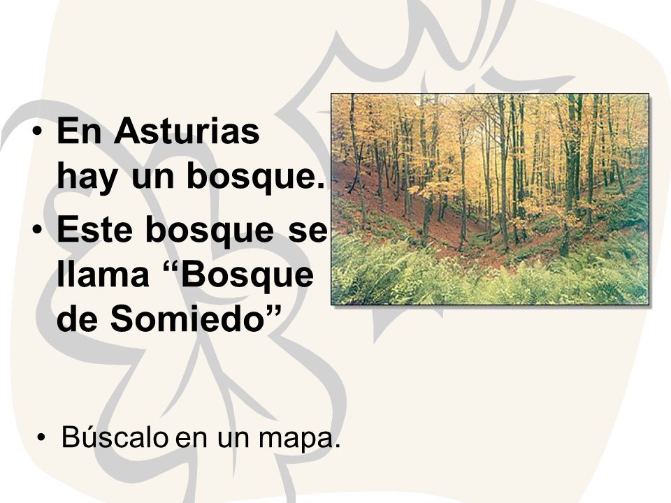 En Asturias hay un bosque. Este bosque se llama Bosque de Somiedo