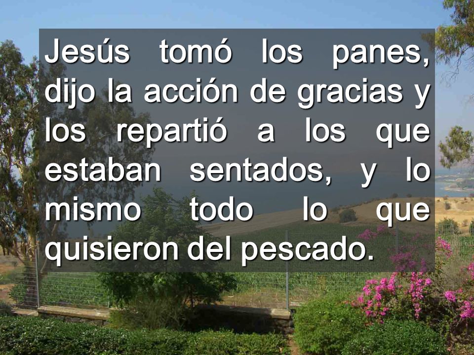 Jesús tomó los panes, dijo la acción de gracias y los repartió a los que estaban sentados, y lo mismo todo lo que quisieron del pescado.