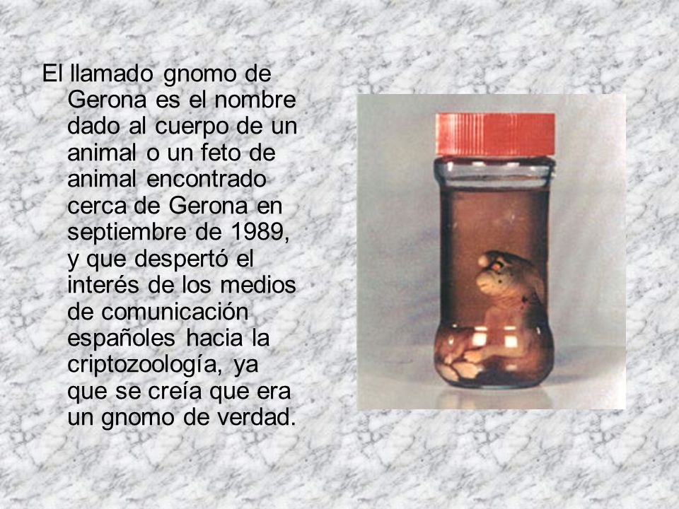 El llamado gnomo de Gerona es el nombre dado al cuerpo de un animal o un feto de animal encontrado cerca de Gerona en septiembre de 1989, y que despertó el interés de los medios de comunicación españoles hacia la criptozoología, ya que se creía que era un gnomo de verdad.