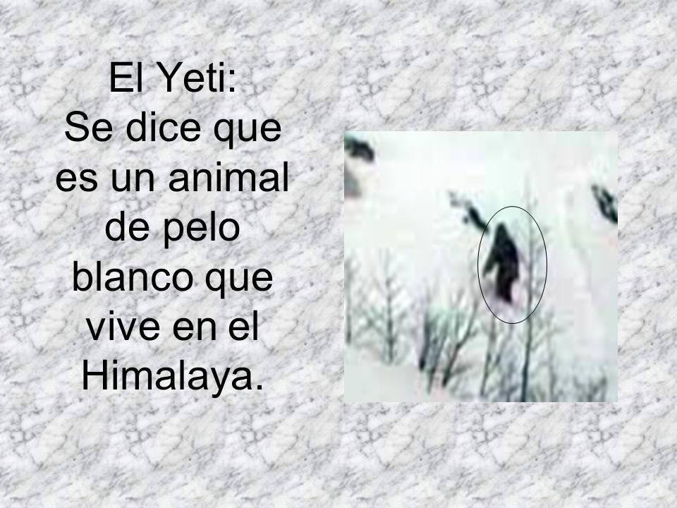El Yeti: Se dice que es un animal de pelo blanco que vive en el Himalaya.