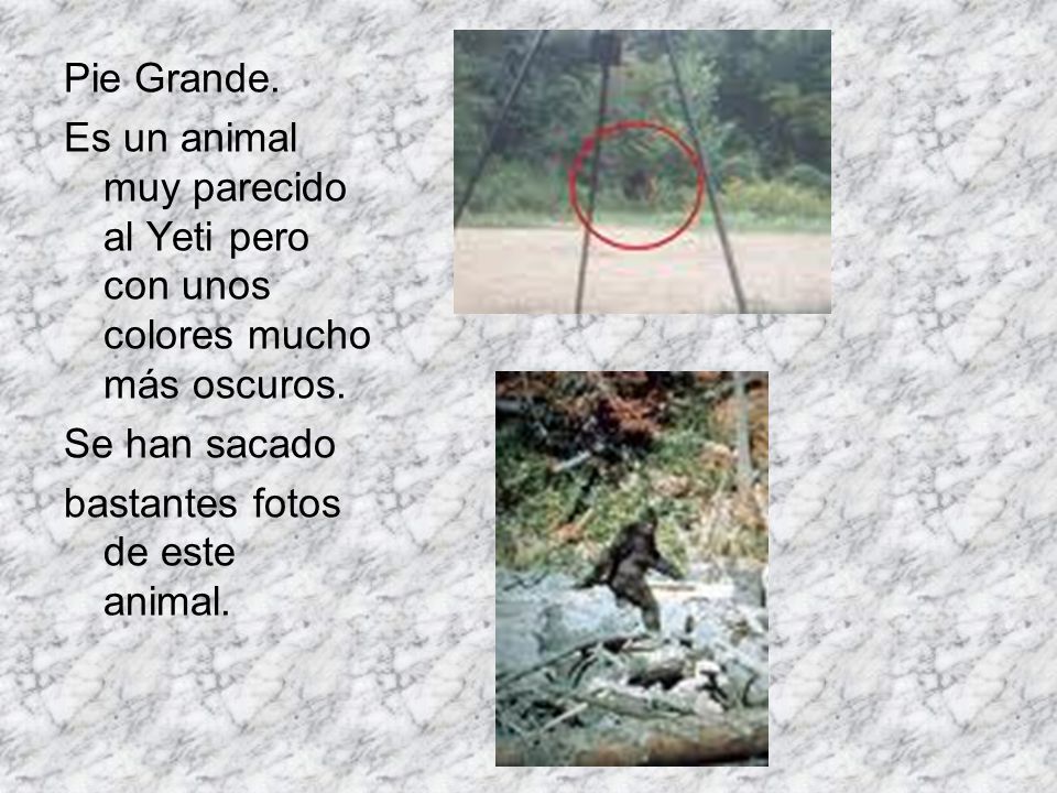 Pie Grande. Es un animal muy parecido al Yeti pero con unos colores mucho más oscuros. Se han sacado.
