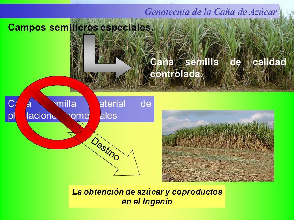 La obtención de azúcar y coproductos en el Ingenio
