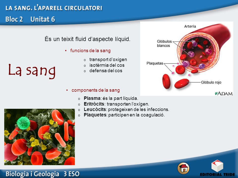 La sang És un teixit fluid d’aspecte líquid. funcions de la sang