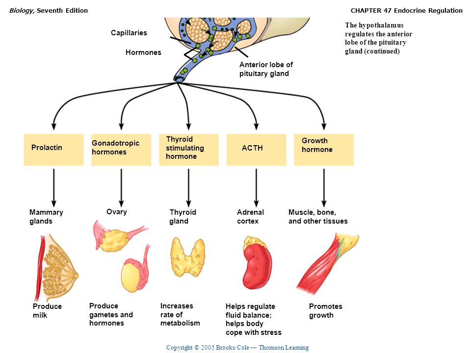 The hypothalamus regulates the anterior lobe of the pituitary gland (continued)