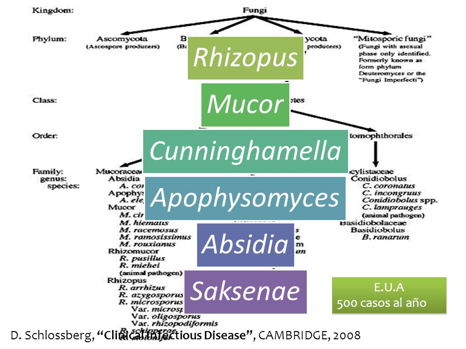 Rhizopus Mucor Cunninghamella Apophysomyces Absidia Saksenae E.U.A