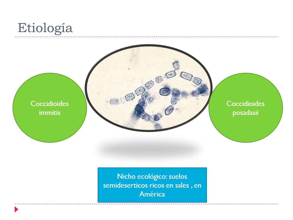 Nicho ecológico: suelos semideserticos ricos en sales , en América