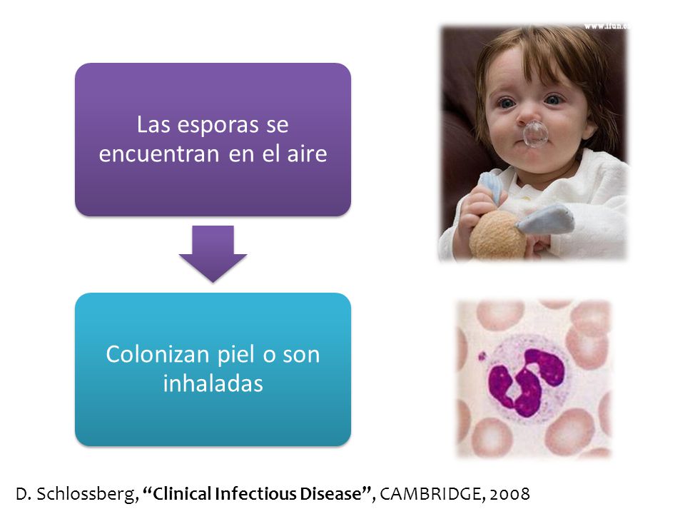 Las esporas se encuentran en el aire Colonizan piel o son inhaladas