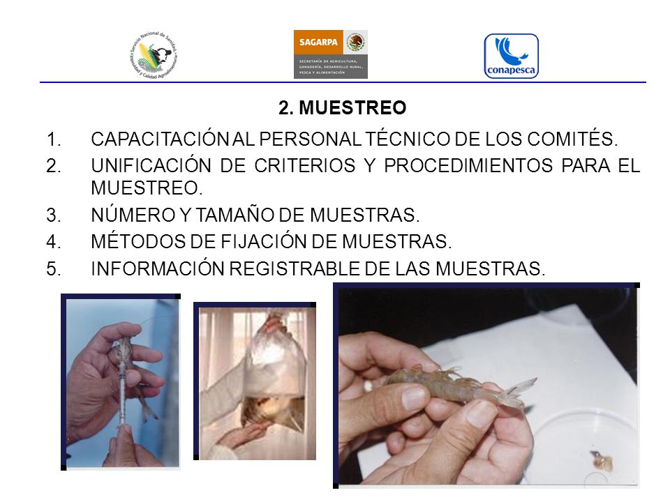 2. MUESTREO CAPACITACIÓN AL PERSONAL TÉCNICO DE LOS COMITÉS. UNIFICACIÓN DE CRITERIOS Y PROCEDIMIENTOS PARA EL MUESTREO.
