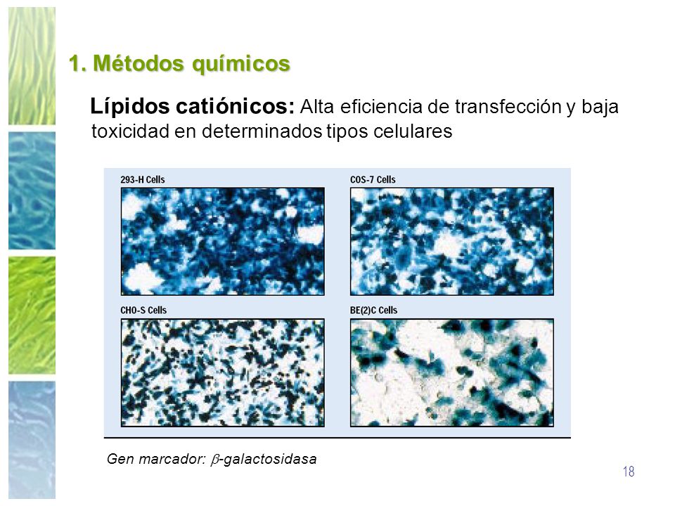 1. Métodos químicos Lípidos catiónicos: Alta eficiencia de transfección y baja toxicidad en determinados tipos celulares.