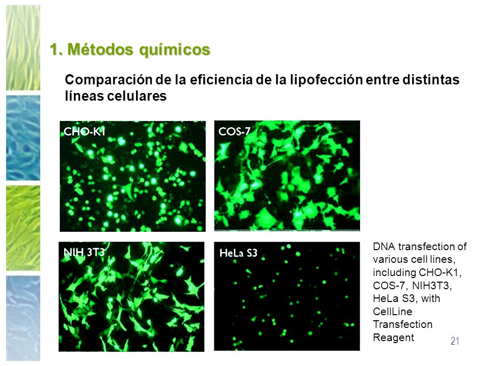 1. Métodos químicos Comparación de la eficiencia de la lipofección entre distintas líneas celulares.