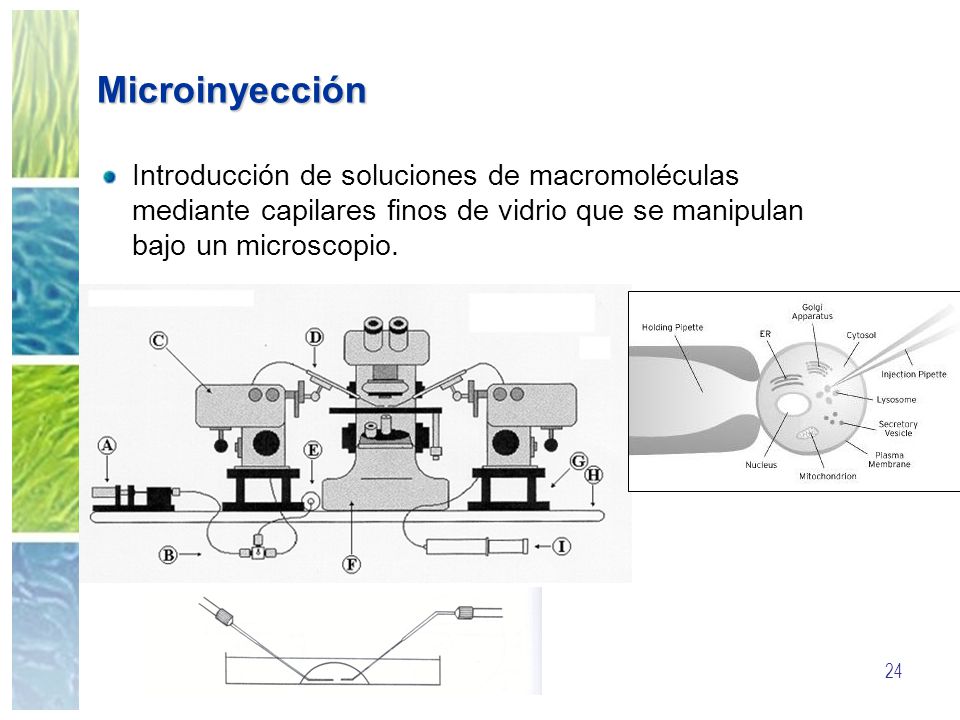 Microinyección Introducción de soluciones de macromoléculas mediante capilares finos de vidrio que se manipulan bajo un microscopio.