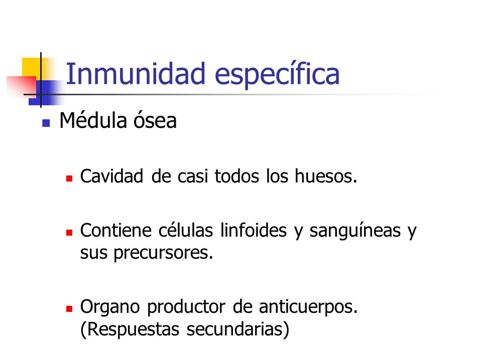Inmunidad específica Médula ósea Cavidad de casi todos los huesos.