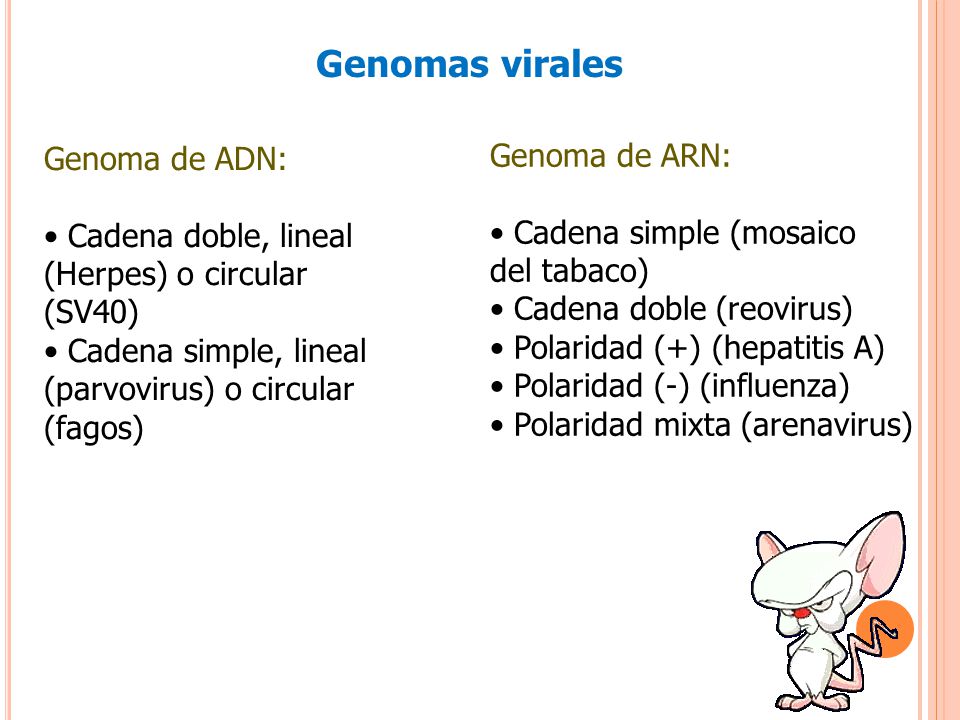 Genomas virales Genoma de ARN: Genoma de ADN: • Cadena simple (mosaico