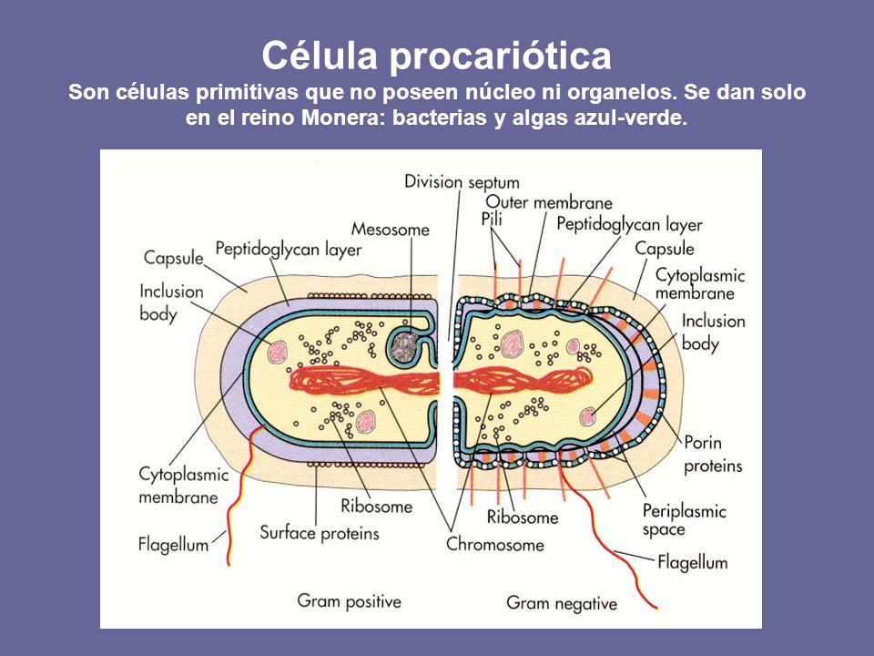 Célula procariótica Son células primitivas que no poseen núcleo ni organelos.