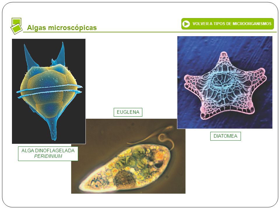 ALGA DINOFLAGELADA PERIDINIUM