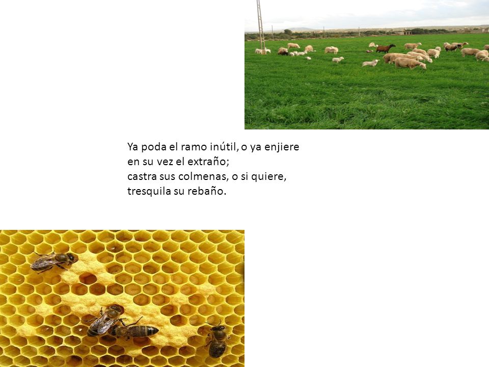 Ya poda el ramo inútil, o ya enjiere en su vez el extraño; castra sus colmenas, o si quiere, tresquila su rebaño.