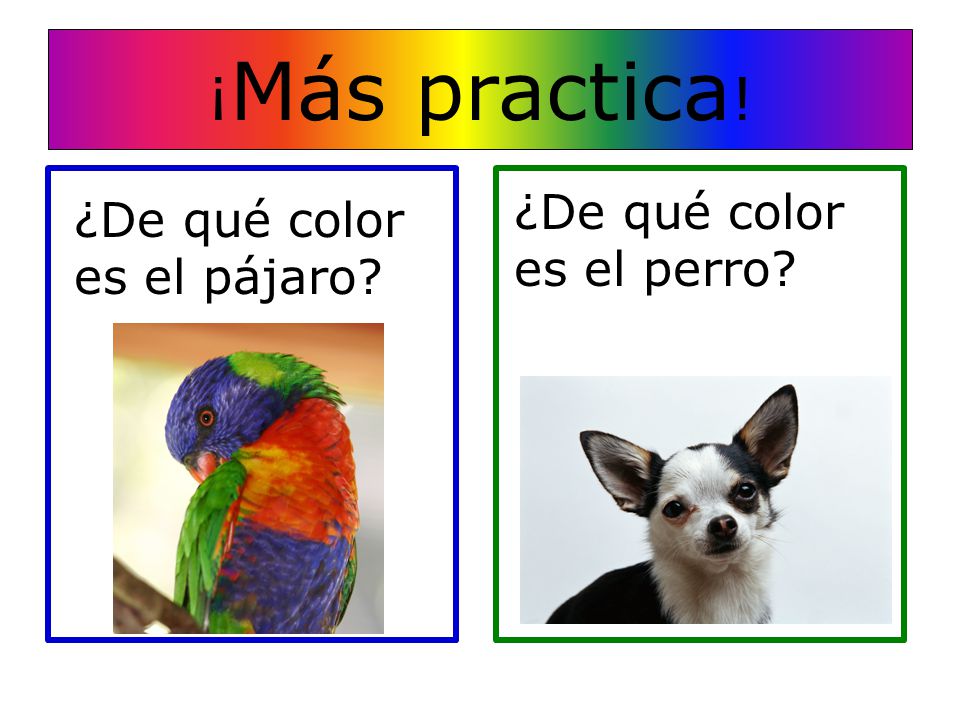¡Más practica! ¿De qué color es el perro ¿De qué color es el pájaro