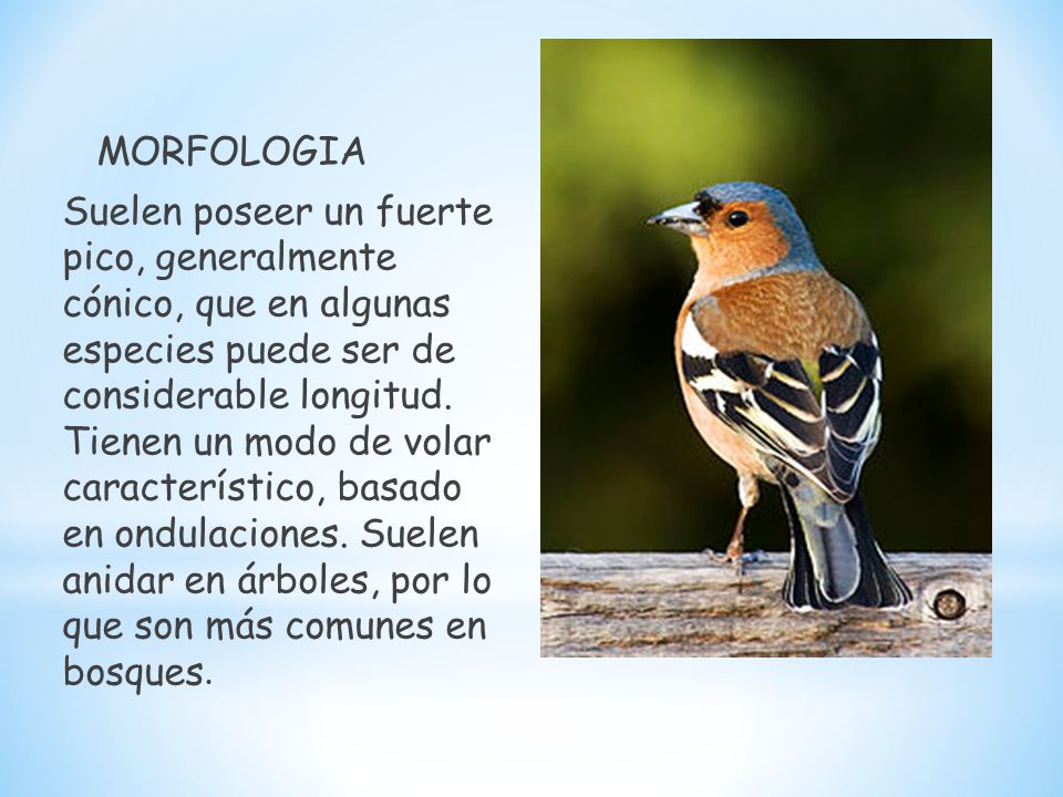 MORFOLOGIA Suelen poseer un fuerte pico, generalmente cónico, que en algunas especies puede ser de considerable longitud.