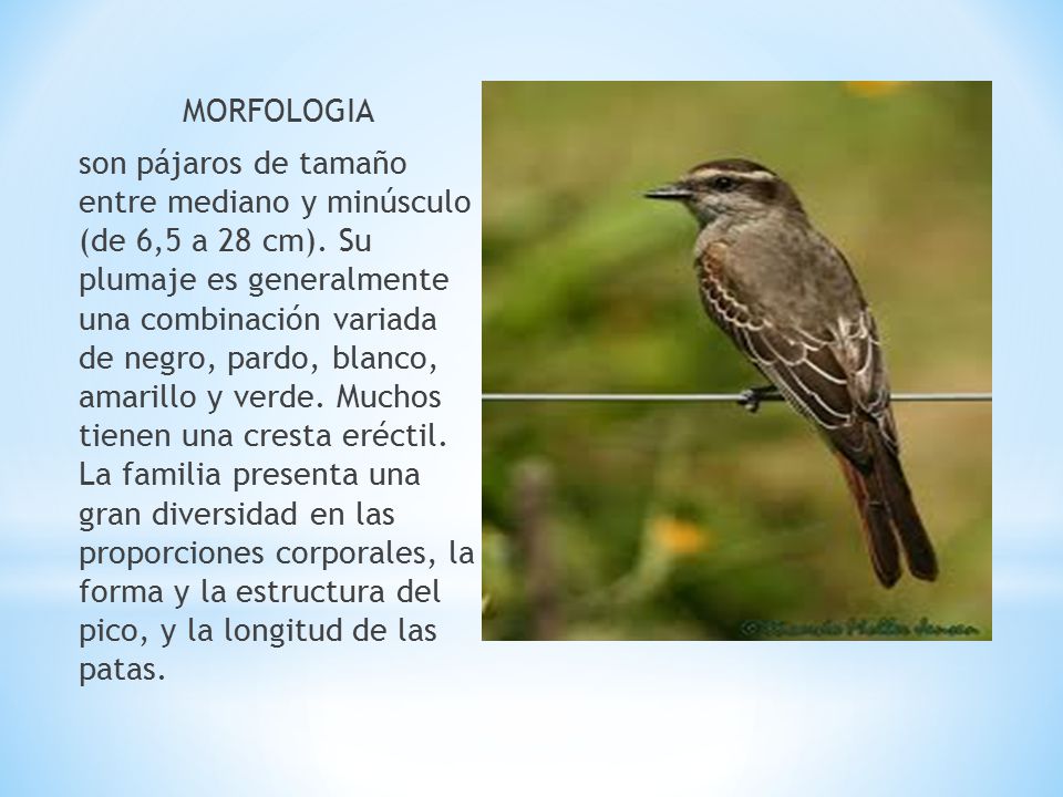 MORFOLOGIA son pájaros de tamaño entre mediano y minúsculo (de 6,5 a 28 cm).