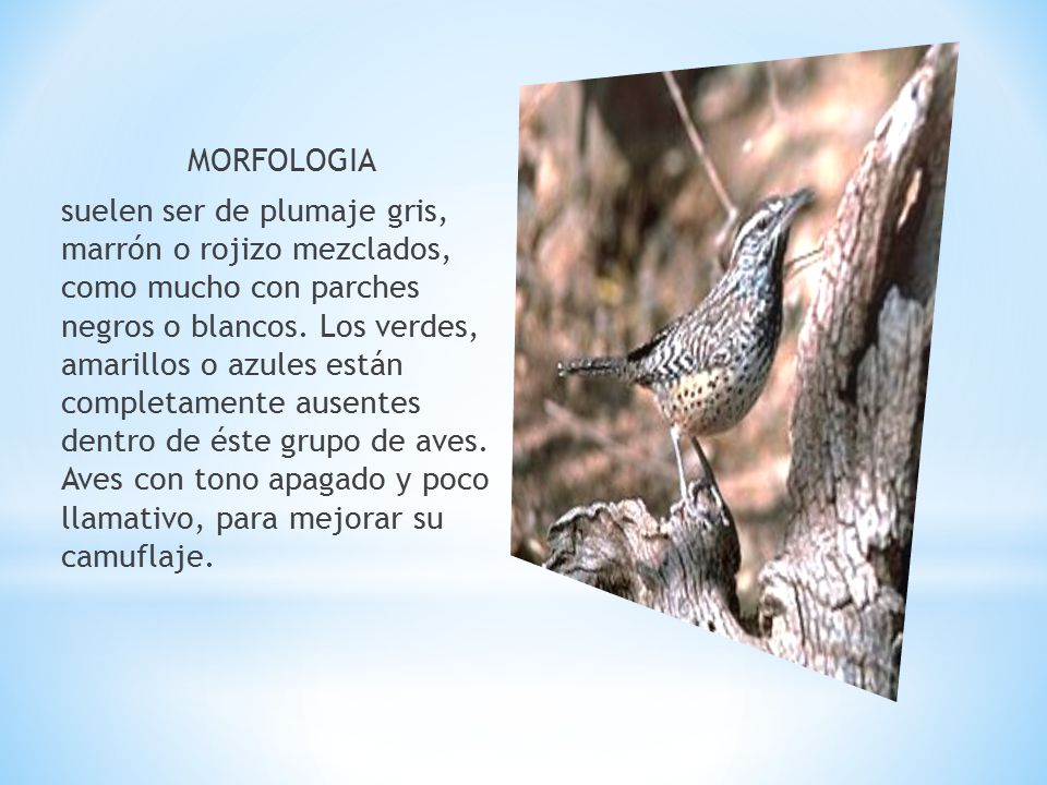 MORFOLOGIA suelen ser de plumaje gris, marrón o rojizo mezclados, como mucho con parches negros o blancos.
