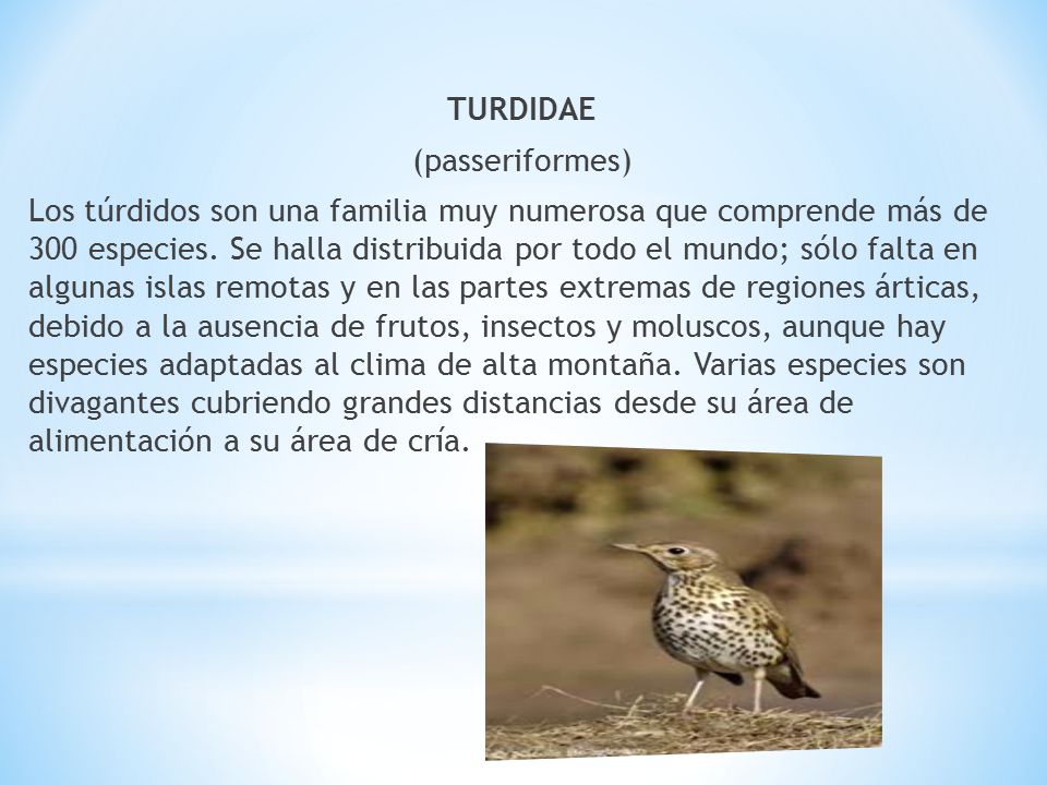 TURDIDAE (passeriformes) Los túrdidos son una familia muy numerosa que comprende más de 300 especies.