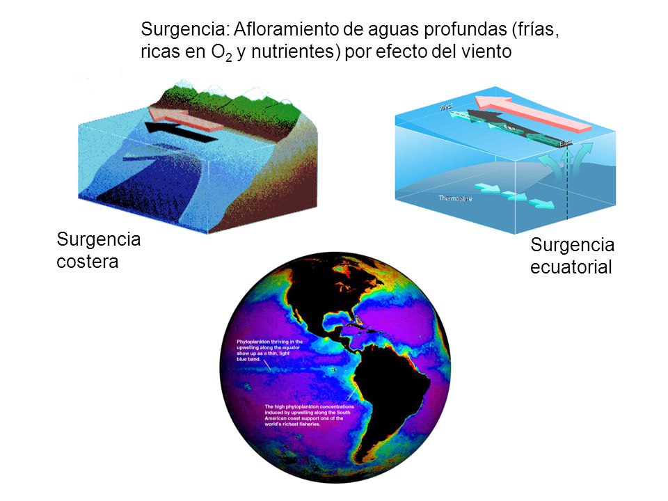 Surgencia: Afloramiento de aguas profundas (frías, ricas en O2 y nutrientes) por efecto del viento