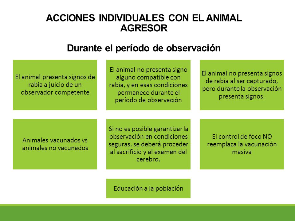 ACCIONES INDIVIDUALES CON EL ANIMAL AGRESOR Durante el período de observación