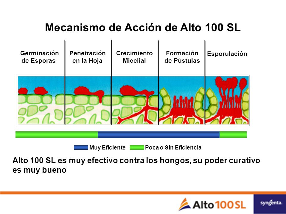 Germinación de Esporas Mecanismo de Acción de Alto 100 SL