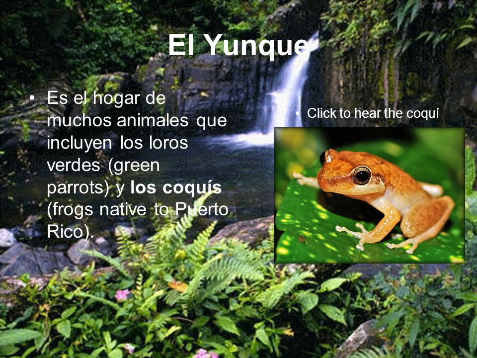 El Yunque Es el hogar de muchos animales que incluyen los loros verdes (green parrots) y los coquís (frogs native to Puerto Rico).